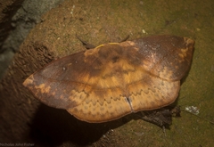 Anthela directa