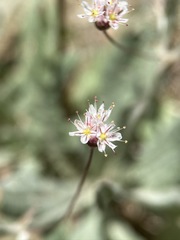 Eriogonum angulosum