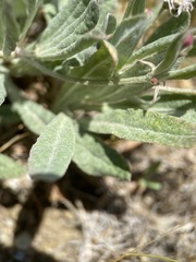 Eriogonum angulosum
