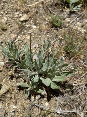 Eriogonum angulosum