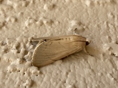 Litoprosopus coachella