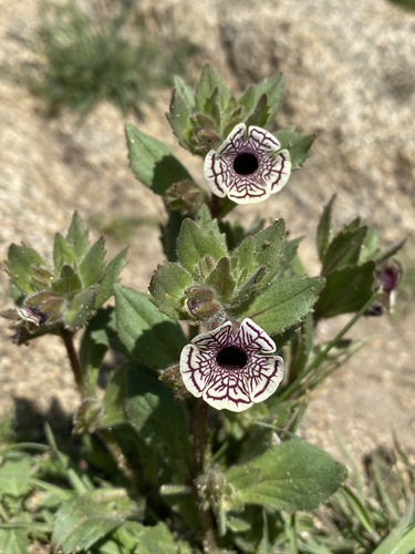 Diplacus pictus (Diplacus pictus)