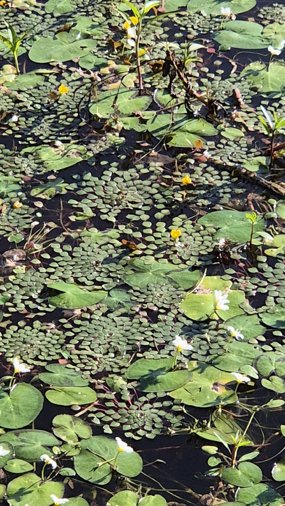 Ludwigia sedioides