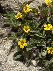 Erythranthe geniculata