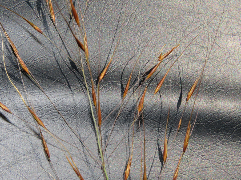 Pointed Russet Grass