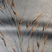 Pointed Russet Grass - Photo (c) Shobie, some rights reserved (CC BY-NC), uploaded by Shobie