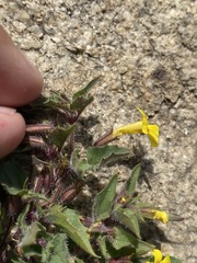 Erythranthe geniculata