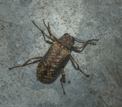 Strongylium fuscovestitum