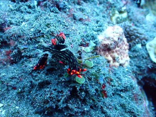 Nembrotha kubaryana