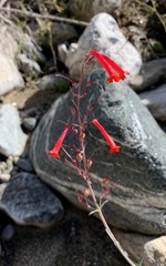 Penstemon subulatus