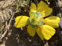 Leptosyne calliopsidea