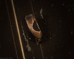 Hoplomorpha abalienella