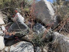 Penstemon subulatus