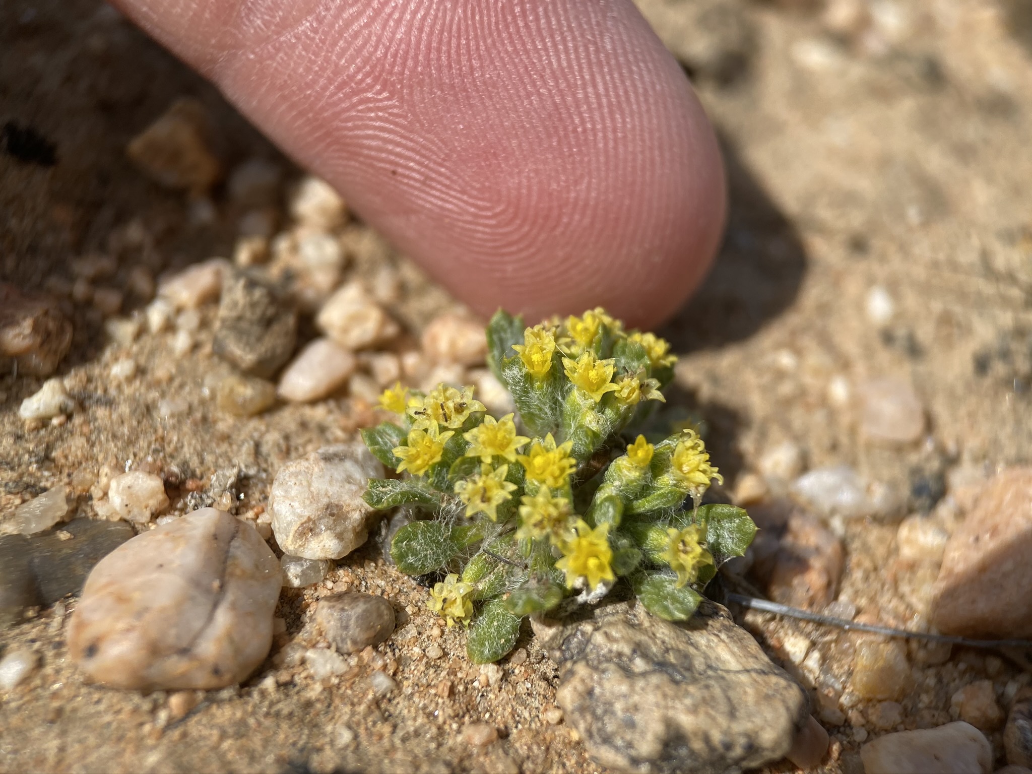 Eriophyllum mohavense