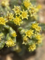 Eriophyllum mohavense