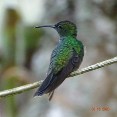 Chalybura buffonii