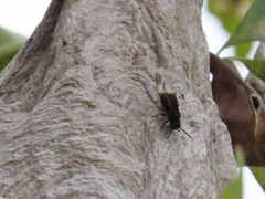 Parachartergus apicalis