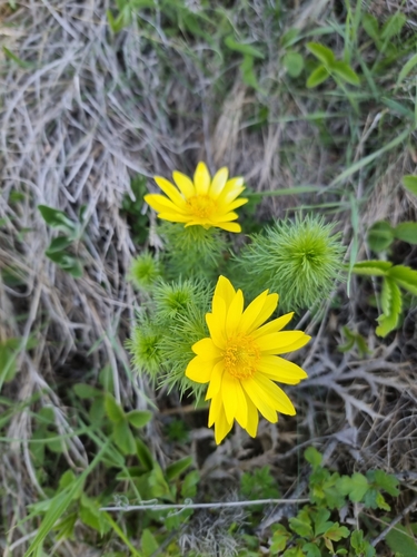 Spring Adonis