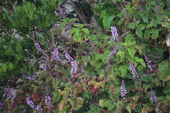Plectranthus fruticosus image