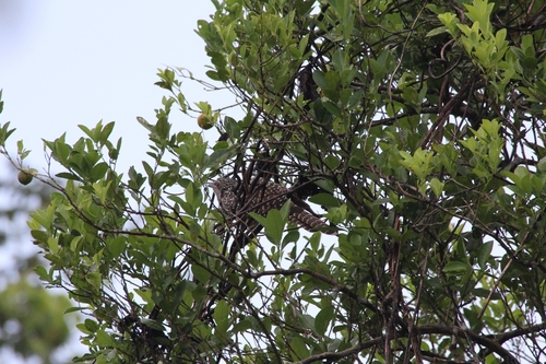 Eudynamys scolopaceus