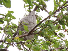 Parachartergus apicalis