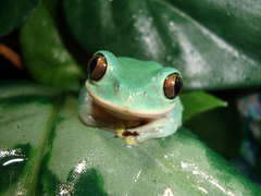 Brown Forest Treefrog photo 2