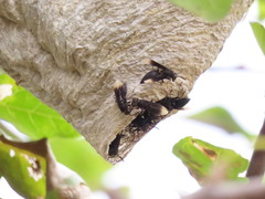 Parachartergus apicalis
