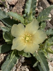 Mentzelia tridentata