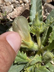 Mentzelia tridentata