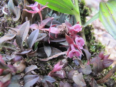 Epidendrum microcharis