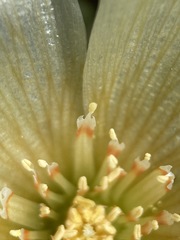 Mentzelia tridentata