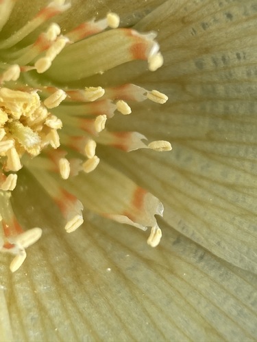 Image of Mentzelia tridentata by (c) Matt Berger, some rights reserved (CC BY)