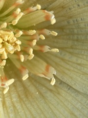 Mentzelia tridentata