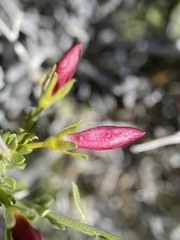 Menodora spinescens mohavensis