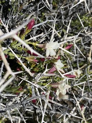 Menodora spinescens mohavensis