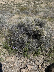 Menodora spinescens mohavensis