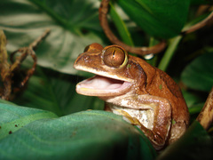Brown Forest Treefrog photo 3