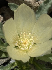 Mentzelia tridentata