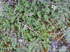 Thymus praecox britannicus