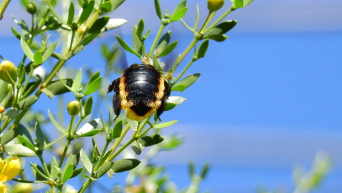 Xylocopa augusti photo 3