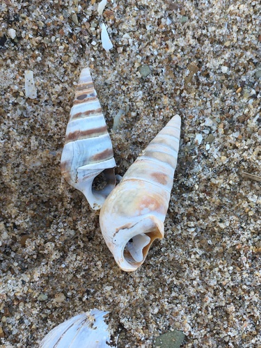 Sharp Hornsnail