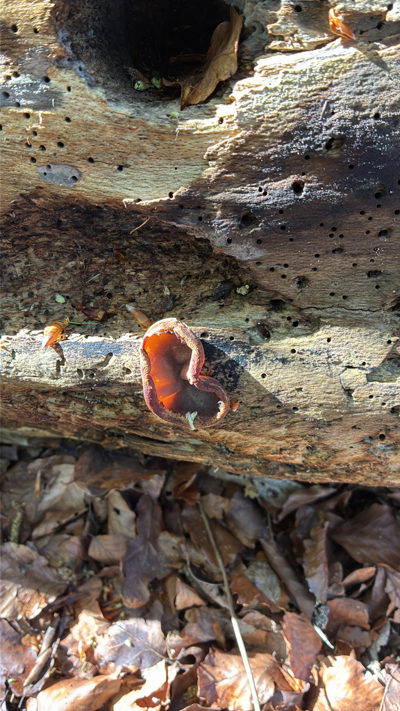 Auricularia auricula-judae · April 2026 · photo: © lynettescott (iNaturalist, cc0)