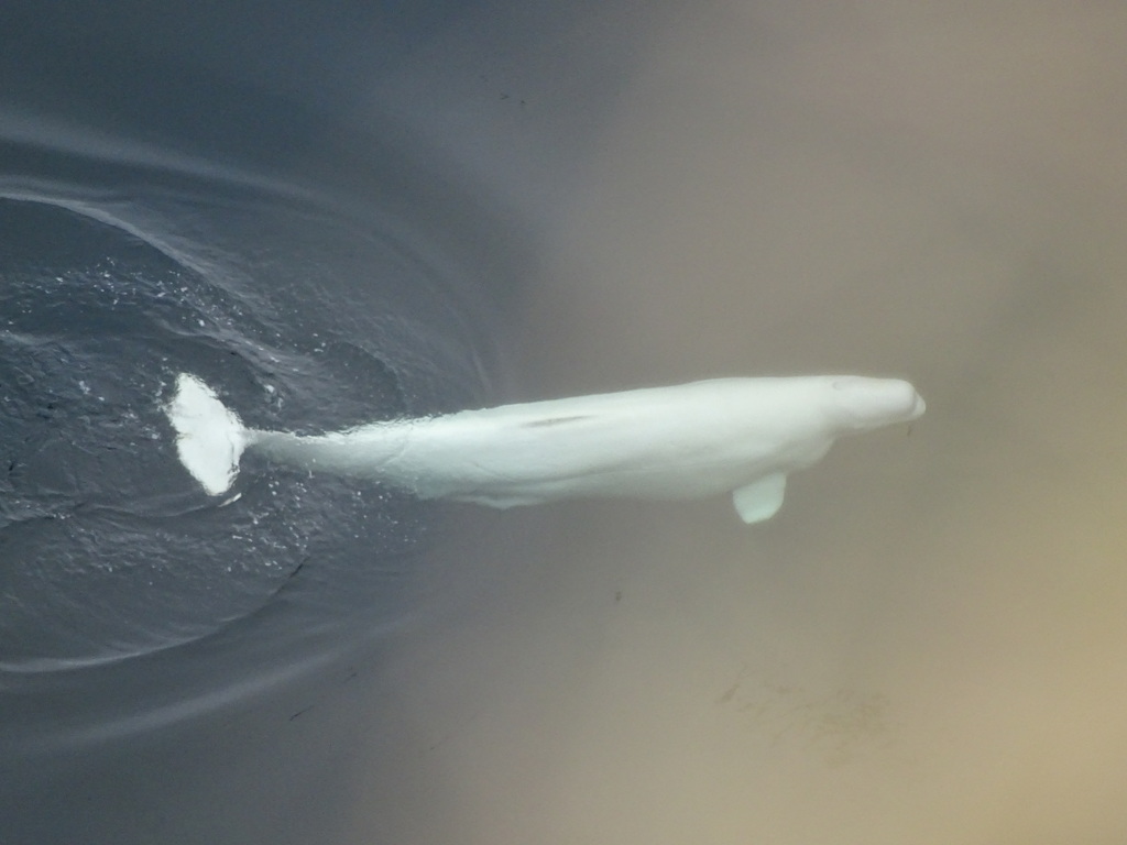 Narwhals and Belugas