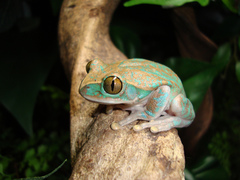 Brown Forest Treefrog photo 4