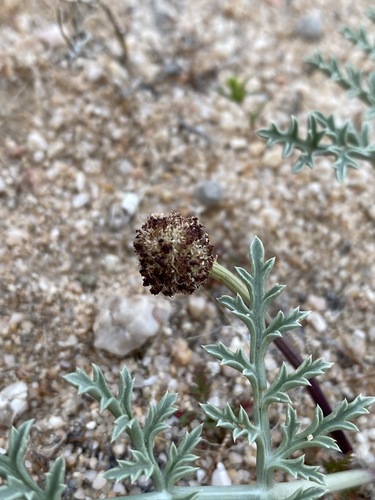 Image of Cymopterus deserticola by (c) Matt Berger, some rights reserved (CC BY)