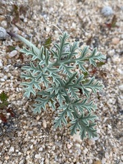 Cymopterus deserticola