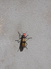 Tegrodera aloga
