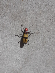 Tegrodera aloga