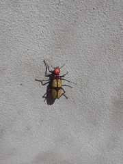 Tegrodera aloga