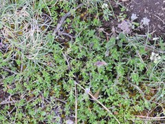 Thymus praecox britannicus